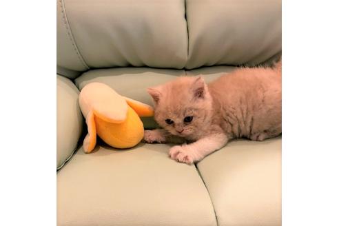 成約済の大阪府のセルカークレックス-5455の1枚目